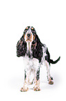 stehender English Cocker Spaniel