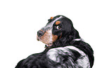 English Cocker Spaniel Portrait