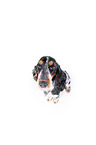 sitzender English Cocker Spaniel