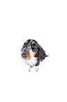 sitzender English Cocker Spaniel