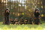 English Cocker Spaniel Familie