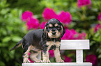 English Cocker Spaniel Welpe