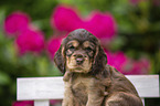 English Cocker Spaniel Welpe