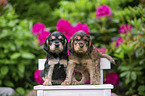 English Cocker Spaniel Welpe