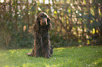 sitzender English Cocker Spaniel