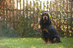 sitzender English Cocker Spaniel