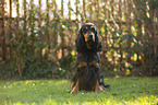 sitzender English Cocker Spaniel