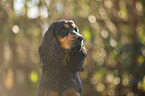 English Cocker Spaniel Portrait