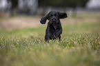 rennender English Cocker Spaniel Welpe
