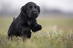 rennender English Cocker Spaniel Welpe