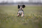 rennender English Cocker Spaniel Welpe