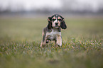 English Cocker Spaniel Welpe