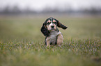 English Cocker Spaniel Welpe auf Wiese