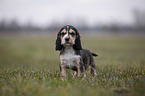 English Cocker Spaniel steht auf Wiese