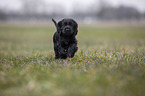 rennender English Cocker Spaniel Welpe