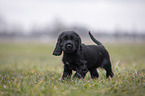 English Cocker Spaniel Welpe auf Wiese