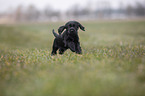 rennender English Cocker Spaniel Welpe