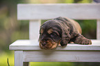 English Cocker Spaniel Welpe auf Holzbank