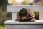 English Cocker Spaniel Welpe auf Holzbank