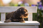 English Cocker Spaniel Welpe auf Holzbank