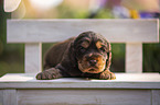 English Cocker Spaniel Welpe auf Holzbank