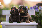 English Cocker Spaniel Welpen auf Holzbank