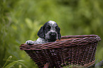 English Cocker Spaniel Welpe im Krbchen