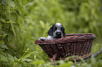 English Cocker Spaniel Welpe im Krbchen