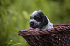 English Cocker Spaniel Welpe im Krbchen