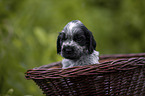 English Cocker Spaniel Welpe im Krbchen