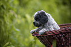 English Cocker Spaniel Welpe im Krbchen