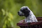 English Cocker Spaniel Welpe im Krbchen