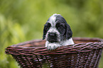 English Cocker Spaniel Welpe im Krbchen