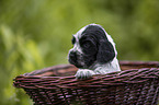 English Cocker Spaniel Welpe im Krbchen
