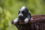English Cocker Spaniel Welpe im Krbchen