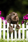 English Cocker Spaniel Welpe am Zaun
