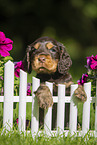 English Cocker Spaniel Welpe am Zaun