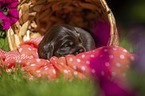 English Cocker Spaniel Welpe im Krbchen