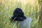 English Cocker Spaniel Welpe im Eimer