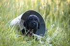 English Cocker Spaniel Welpe im Eimer