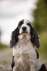 English Cocker Spaniel Portrait
