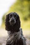 English Cocker Spaniel Portrait