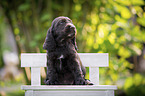 sitzender English Cocker Spaniel Welpe