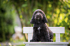 sitzender English Cocker Spaniel Welpe