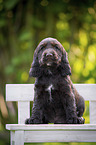 sitzender English Cocker Spaniel Welpe