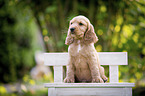 sitzender English Cocker Spaniel Welpe
