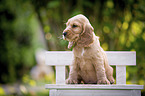 sitzender English Cocker Spaniel Welpe