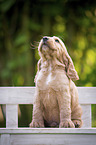 sitzender English Cocker Spaniel Welpe