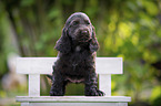 English Cocker Spaniel Welpe
