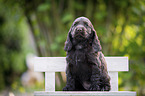 sitzender English Cocker Spaniel Welpe
